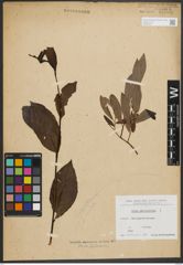 Foto von Salix phylicifolia L.